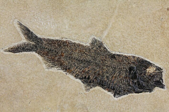Huge, Detailed Fossil Fish (Knightia) - Wyoming #158597